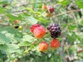 Black raspberry Royalty Free Stock Photo