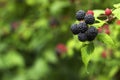 Black raspberry Rubus occidentalis grows in the garden, green unripe and ripe healthy berries, background