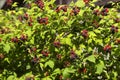 Black raspberry Rubus occidentalis grows in the garden, green unripe and ripe healthy berries, background