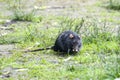 Black rat eats from forepaws Royalty Free Stock Photo