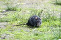 Black rat eats from forepaws