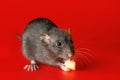 Black rat isolated on a red background. Close-up portrait of a mouse. A rodent holds a piece of cheese in its paws