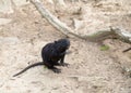 Black rat muskrat waterfowl wet hair standing on their hind legs waiting for meal requests