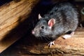 The black rat - Rattus rattus. Royalty Free Stock Photo