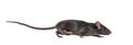 Black rat, Rattus rattus, in front of white background Royalty Free Stock Photo