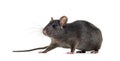 Black rat, Rattus rattus, in front of white background