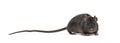 Black rat, Rattus rattus, in front of white background