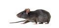 Black rat, Rattus rattus, in front of white background