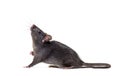 Black rat, Rattus rattus, in front of white background Royalty Free Stock Photo