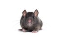 Black rat, Rattus rattus, in front of white background