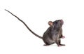 Black rat, Rattus rattus, in front of white background Royalty Free Stock Photo
