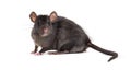 Black rat, Rattus rattus, in front of white background Royalty Free Stock Photo