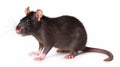 Black rat, Rattus rattus, in front of white background. generative ai Royalty Free Stock Photo