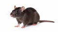 Black rat, Rattus rattus, in front of white background. generative ai Royalty Free Stock Photo