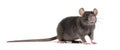 Black rat, Rattus rattus, in front of white background Royalty Free Stock Photo