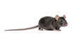 Black rat, Rattus rattus, in front of white background Royalty Free Stock Photo