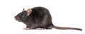 Black rat, Rattus rattus, in front of white background Royalty Free Stock Photo