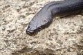 Black Rat Snake Royalty Free Stock Photo