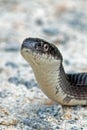 Black Rat Snake Royalty Free Stock Photo