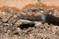 Black rat snake Royalty Free Stock Photo