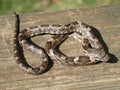 Black Rat Snake Royalty Free Stock Photo