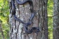 Black Rat Snake climbing tree