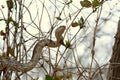 Black rat snake climbing Royalty Free Stock Photo