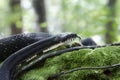 Black Rat Snake forked tongue in forest jungle Royalty Free Stock Photo