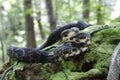 Black Rat Snake forked tongue in forest jungle