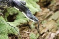 Black Rat Snake forked tongue in forest jungle Royalty Free Stock Photo