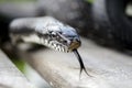 Black Rat Snake forked tongue