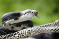 Black Rat Snake forked tongue shedding skin