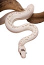 Black Rat Snake hanging from branch Royalty Free Stock Photo