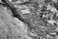 Black rat snake moving over fallen leaves and rocks in shady woodlands Royalty Free Stock Photo