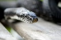 Black Rat Snake Royalty Free Stock Photo