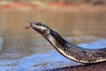 Black rat snake