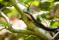 Black rat snake resting in a tree Royalty Free Stock Photo