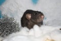 Black rat snow Royalty Free Stock Photo