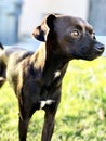 Black Rat Terrier Dog Photo Royalty Free Stock Photo