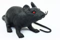 Black Rat On White