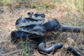 Black Ratsnake coiled to strike, Walton County Georgia