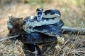 Black Ratsnake coiled to strike, Walton County Georgia