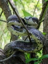 Black Ratsnake coiled to strike, Walton County Georgia