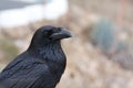 Black raven Royalty Free Stock Photo