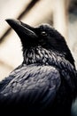 Black raven Royalty Free Stock Photo