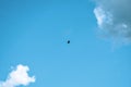 Black raven bird on blue care. The gray cloud above, the white cloud below the bird Royalty Free Stock Photo