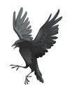 Black raven bird cartoon crow design flat vector animal illustration isolated on white background Royalty Free Stock Photo