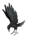 Black raven bird cartoon crow design flat vector animal illustration isolated on white background Royalty Free Stock Photo