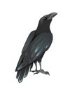 Black raven bird cartoon crow design flat vector animal illustration isolated on white background Royalty Free Stock Photo