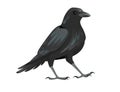 Black raven bird cartoon crow design flat vector animal illustration isolated on white background Royalty Free Stock Photo